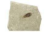 Detailed Fossil Dragonfly (Odonata) Larva - France #254255-1